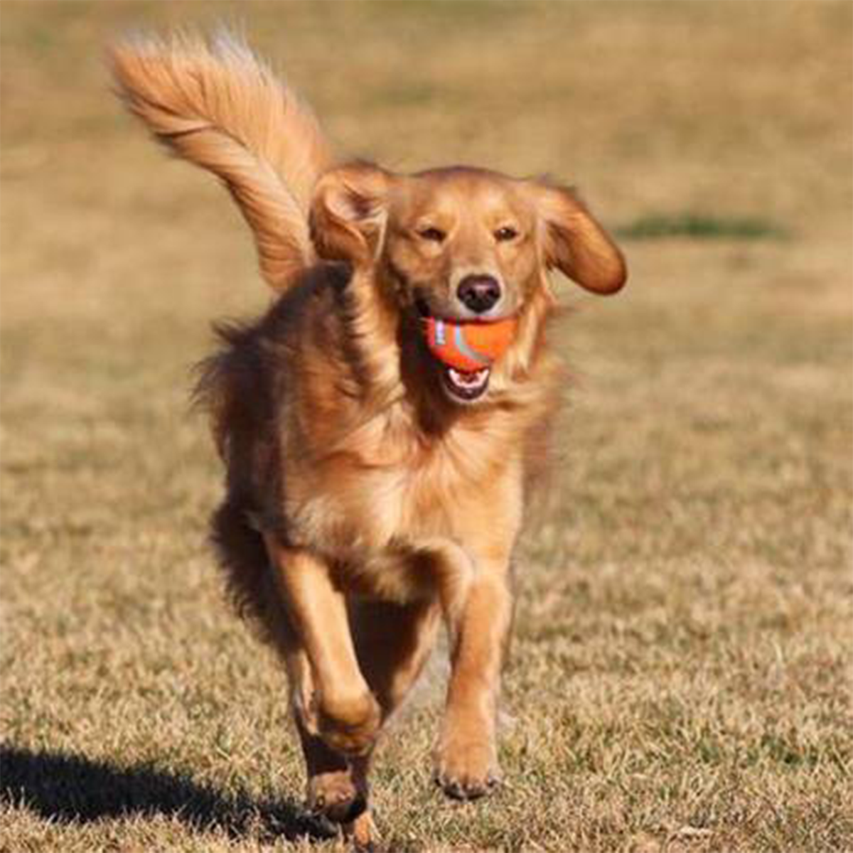 Brinquedo Pet Cão 4 Bolinhas De Tenis Chuckit Importada Eua