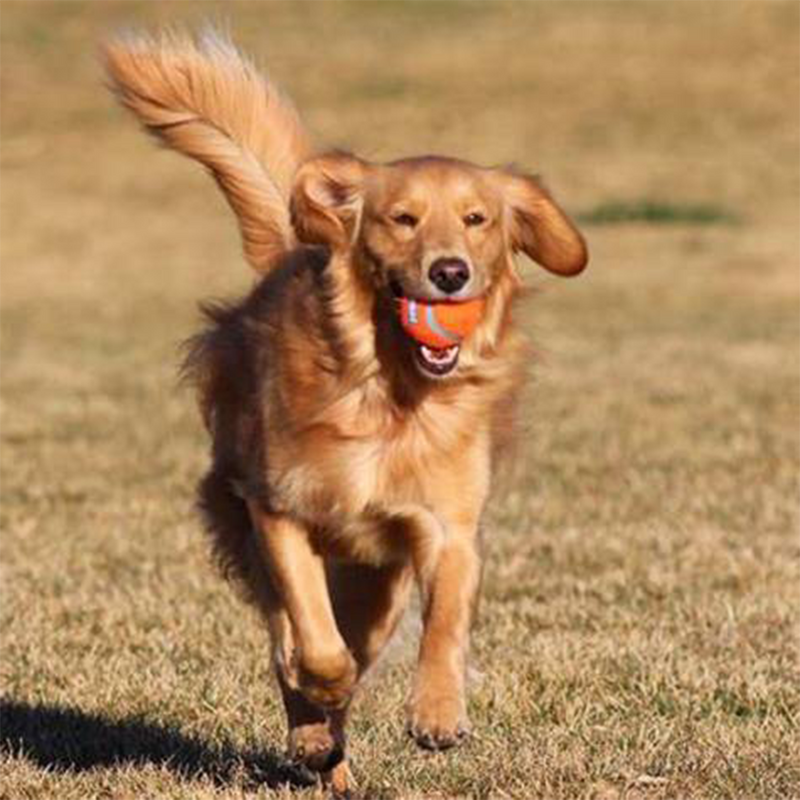 Brinquedo Pet Cão 4 Bolinhas De Tenis Chuckit Importada Eua