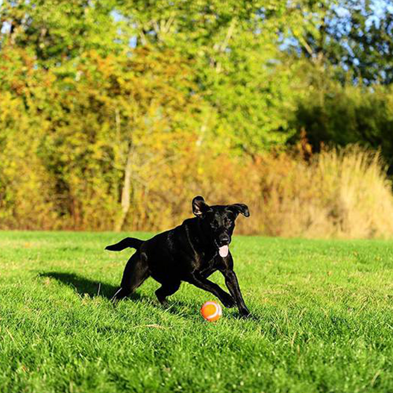 Brinquedo Pet Cão 4 Bolinhas De Tenis Chuckit Importada Eua