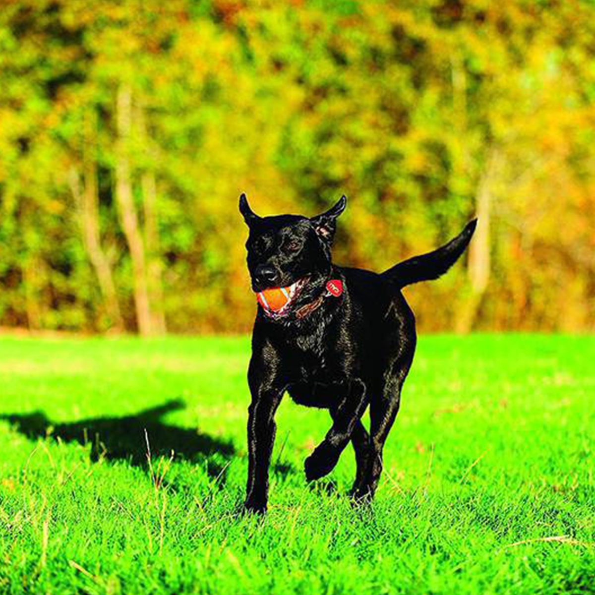 Brinquedo Pet Cão 4 Bolinhas De Tenis Chuckit Importada Eua