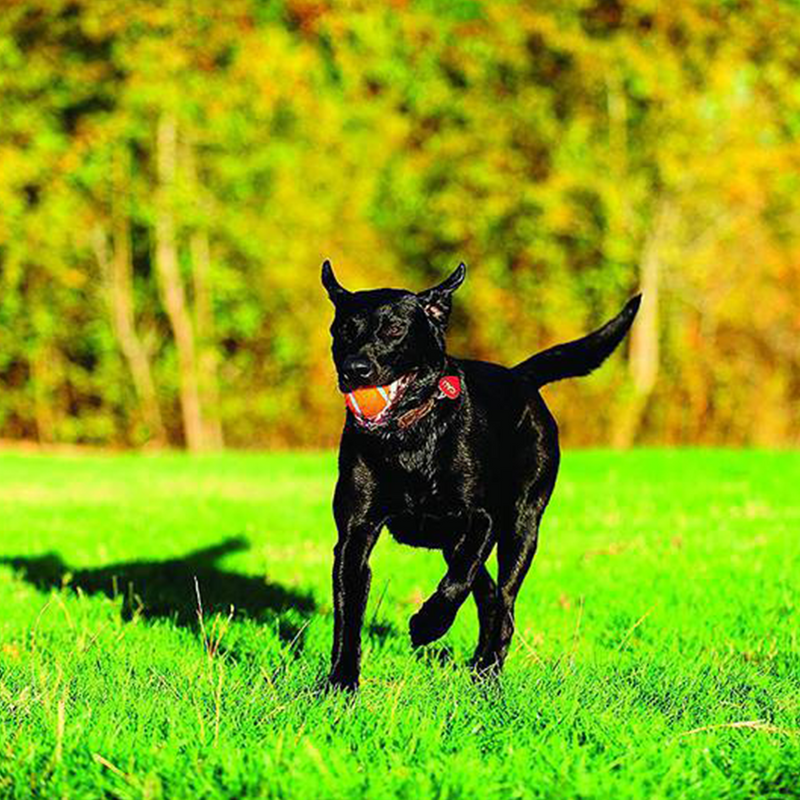 Brinquedo Pet Cão 4 Bolinhas De Tenis Chuckit Importada Eua