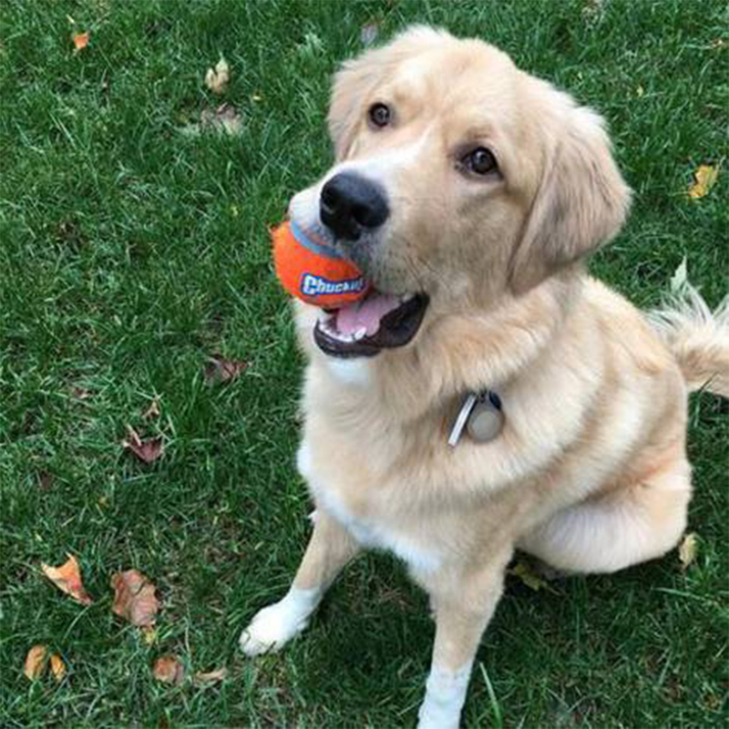 Brinquedo Pet Cão 4 Bolinhas De Tenis Chuckit Importada Eua